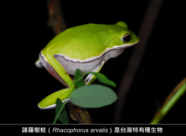20151102 tree frog.png